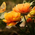 flowers background butterflies beautiful 87452